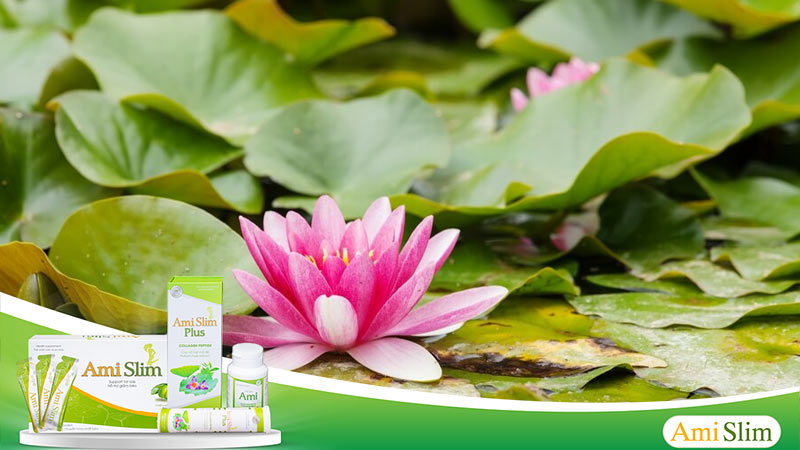 Sen được biết đến là loại hoa đẹp và nhiều tác dụng chữa bệnh của Việt Nam