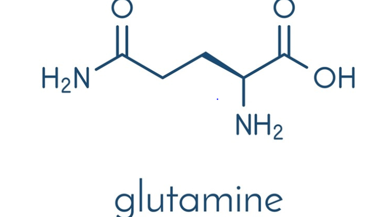 Tác dụng L-Glutamine với cơ thể-cơ chế hoạt động L-Glutamine trong giảm cân
